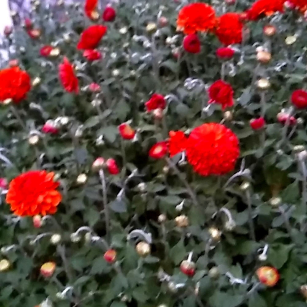 Major Clearance- Marking Down Items - image 1